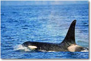 Alaskan whale